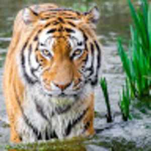 Meet your Posher, Bella